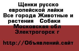 Щенки русско европейской лайки - Все города Животные и растения » Собаки   . Московская обл.,Электрогорск г.